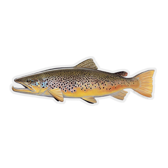 RepYourWater Sticker - Brown Trout i gruppen Annen / Klistremerker Og Dekaler hos Sportfiskeprylar.se (NFD9717)