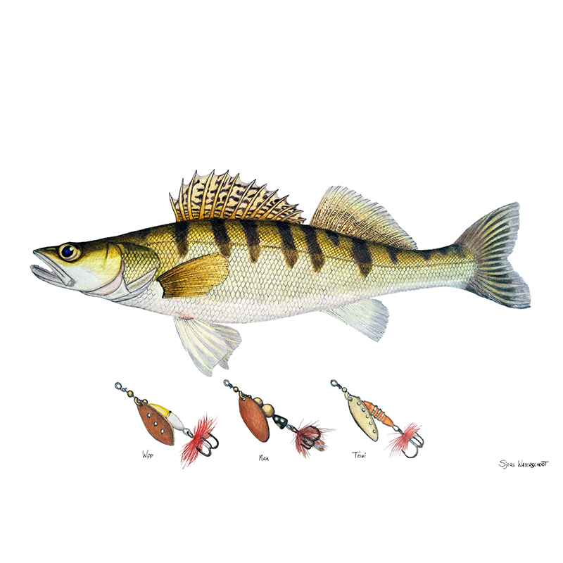 Myran Framed Zander Poster i gruppen hos Sportfiskeprylar.se (NFS50-9)