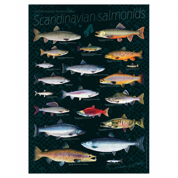 Poster Scandinavian Salmonids 50x70cm i gruppen Annen / Klistremerker Og Dekaler hos Sportfiskeprylar.se (VD-1004)