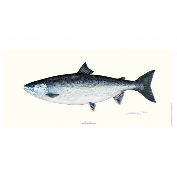 Poster Salmon 23x50cm i gruppen Annen / Klistremerker Og Dekaler hos Sportfiskeprylar.se (VD-1113)