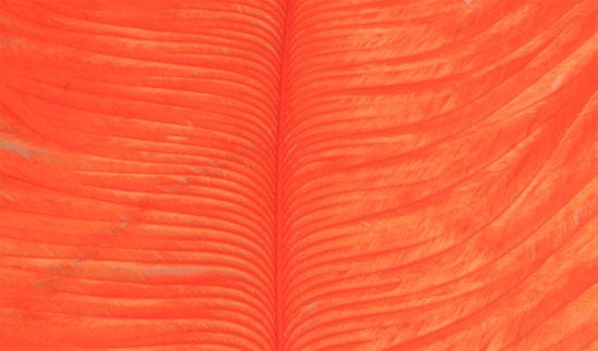 Struts plym - Orange i gruppen Kroker Og Terminal Takkel / Flue Binding / Fluebindingsmateriale / Fjær Og Nakke / Andre Typer Fjær hos Sportfiskeprylar.se (W-OP012)