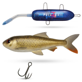 Crucian Carp