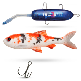 Koi Carp