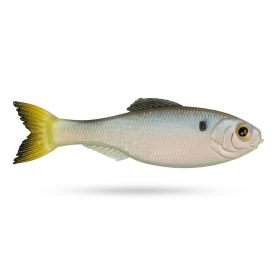 Clearwater Shad