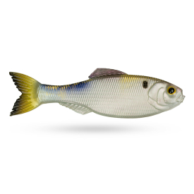 4K Shad DC