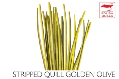Golden Olive