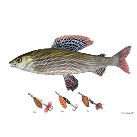 Myran Framed Grayling Poster