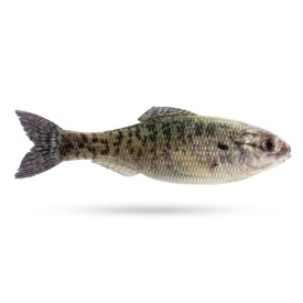 6th Sense Panorama, 2'' - Live Crappie