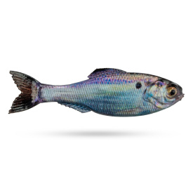 6th Sense Panorama, 2'' - Live Gizzard Shad